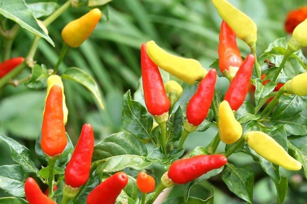 Tabasco (Pepper) for planting in garden